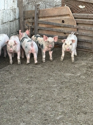 Vand purcei! - imagine 3