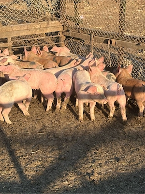 Vand purcei! - imagine 4