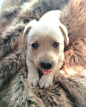 Cățel - pechinez    - imagine 3