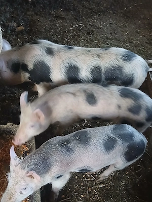 Vând purcei - imagine 2