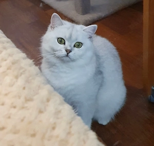 Baietel si fetita british