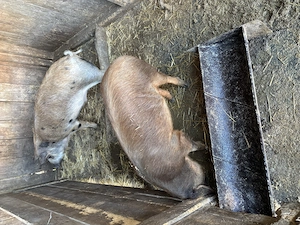 Porci între 80-110 kg , 5 bucăți 