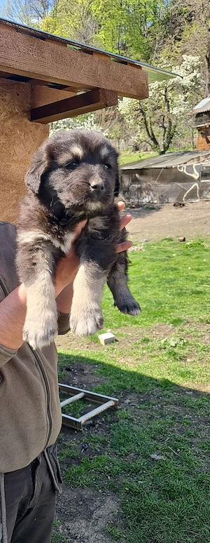 Catei ciobanesc Carpatin  - imagine 4