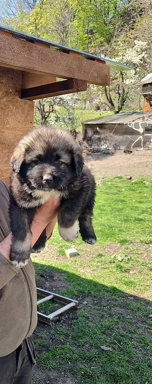 Catei ciobanesc Carpatin  - imagine 3