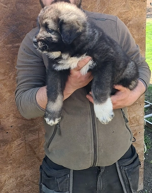 Catei ciobanesc Carpatin  - imagine 2