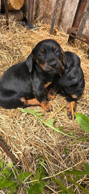 2 fetite teckel, au 7 saptamani