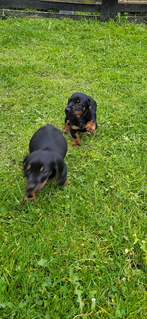 2 fetite teckel, au 7 saptamani - imagine 2