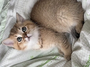 British Shorthair Golden mascul