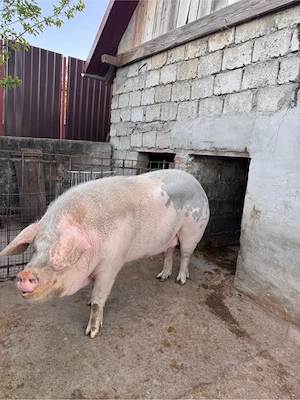 Porc De Vanzare - imagine 2