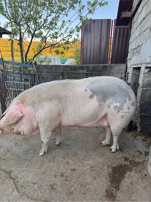 Porc De Vanzare - imagine 3