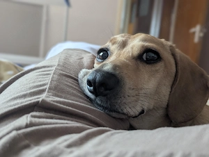 Teckel 7 ani București  - imagine 2