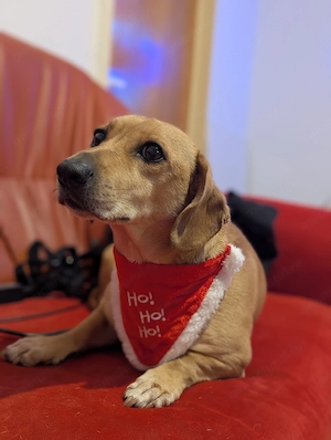 Teckel 7 ani București  - imagine 4