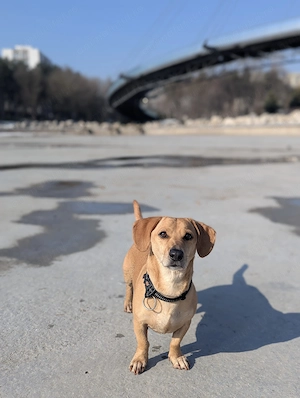 Teckel 7 ani București  - imagine 3