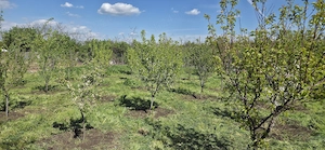 Casa Valea macrisului - imagine 7