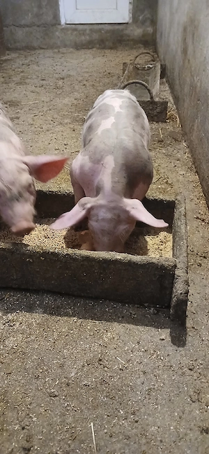 Purcei Pietrean de vânzare - imagine 5