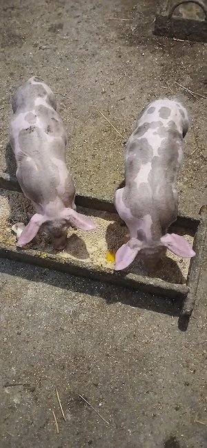 Purcei Pietrean de vânzare - imagine 4