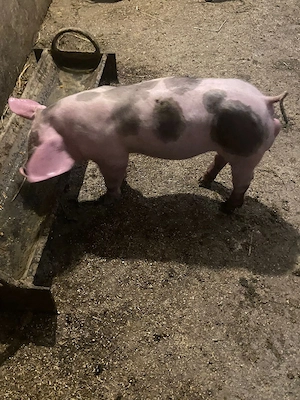 Purcei Pietrean de vânzare - imagine 3