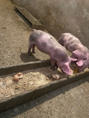 Purcei Pietrean de vânzare - imagine 2