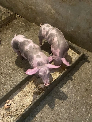 Purcei Pietrean de vânzare