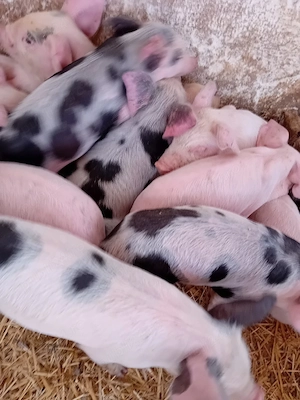 purcei 185 lei - imagine 4