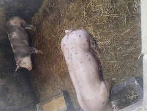 Șoldanei.......        - imagine 3