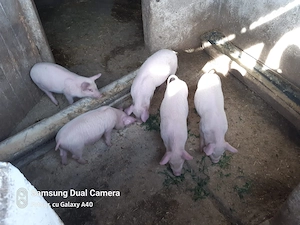 Vând purcei de 8 săptămâni  - imagine 2