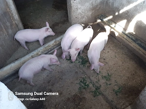 Vând purcei de 8 săptămâni 