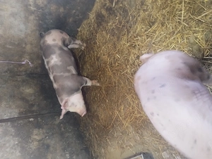 Șoldanei.......        - imagine 2