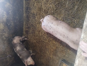 Șoldanei.......        - imagine 4