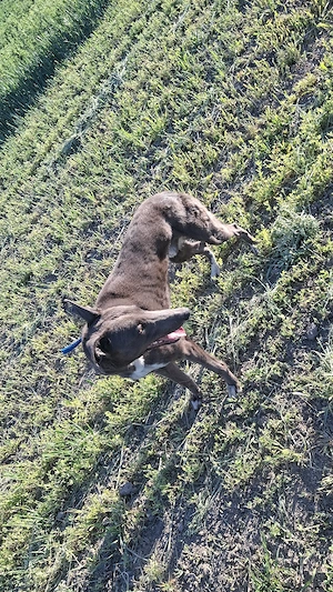 vand mascul 2 ani jum cainele stie ce are de facut nu ma deranja daca nu esti intersant !  - imagine 2