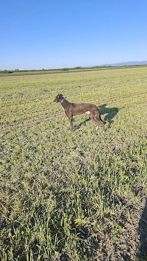 vand mascul 2 ani jum cainele stie ce are de facut nu ma deranja daca nu esti intersant ! 