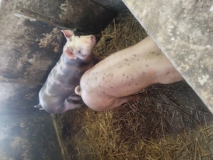 Șoldanei.......        - imagine 5