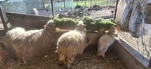 oi țurcane de vânzare sau la schimb