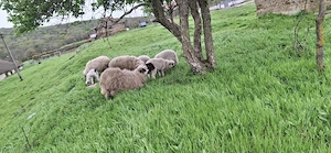 oi țurcane de vânzare sau la schimb - imagine 3