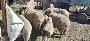 oi țurcane de vânzare sau la schimb - imagine 2