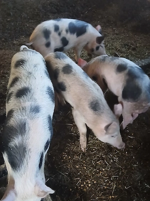 Vând purcei - imagine 2