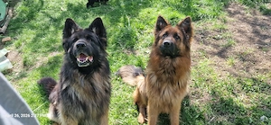 Pui Ciobanesc German 