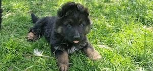 Pui Ciobanesc German  - imagine 2