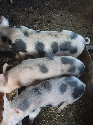 Vând purcei - imagine 3