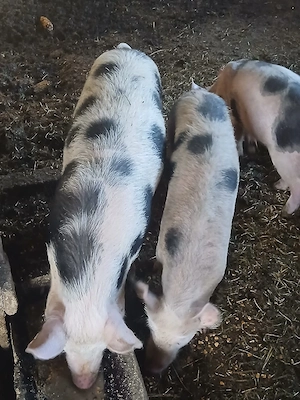 Vând purcei - imagine 4