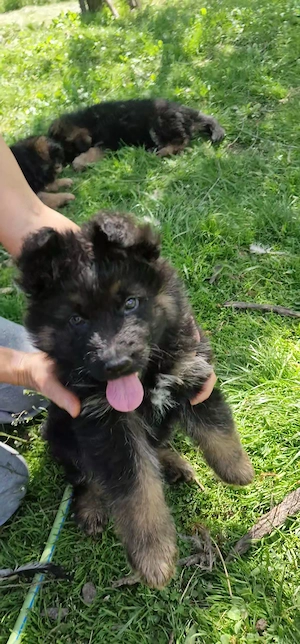 Pui Ciobanesc German  - imagine 4