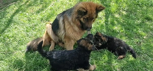 Pui Ciobanesc German  - imagine 3