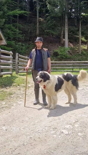 Mascul ciobanesc - imagine 2