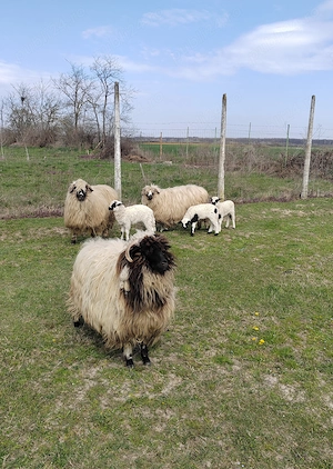 Vând 2 berbecuți  - imagine 3