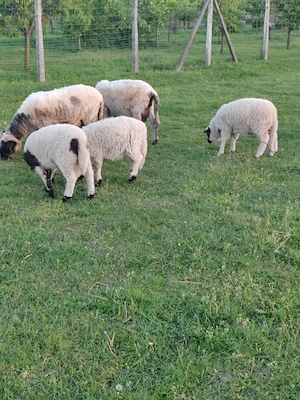 Vând 2 berbecuți  - imagine 2