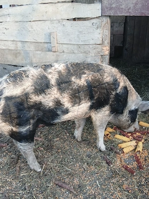 Vând porcc - imagine 2