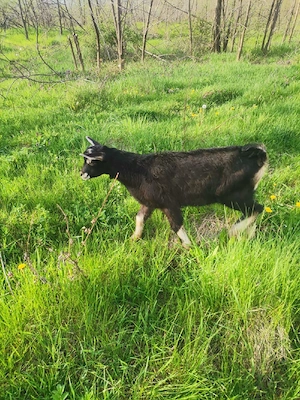 Vând țap rasă  - imagine 4