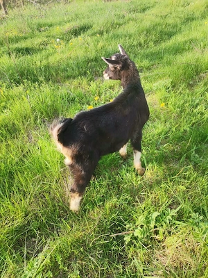 Vând țap rasă  - imagine 3