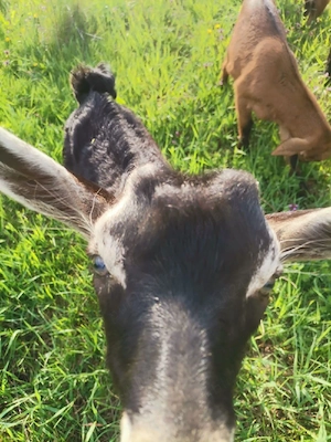 Vând țap rasă  - imagine 2