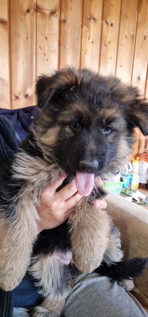 Pui Ciobanesc German  - imagine 5